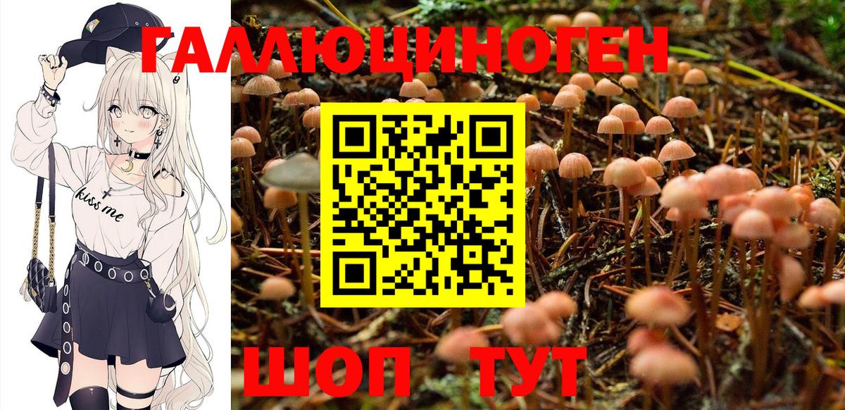 Холмск  Галлюциногенные грибы Cubensis  Вход с VPN 